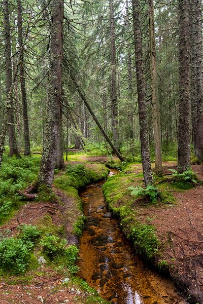 Fairytale forest by Hans-Jürgen Janda