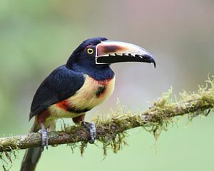Oiseaux du Costa Rica : Aracari à collier (Aracari à collier)