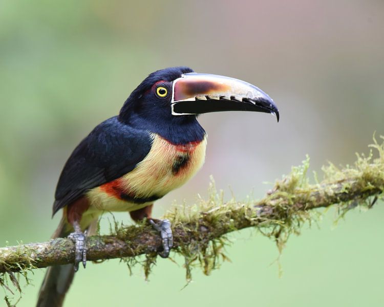 Birds of Costa Rica: Collared Aracari (Halsbandarassari) van Rini Kools