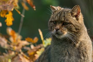Wilde kat in de herfst van Fokko Erhart