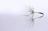 Dandelion Art - Druppel reflectie par Brigitte van Krimpen Aperçu