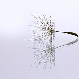 Dandelion Art - Druppel reflectie sur Brigitte van Krimpen