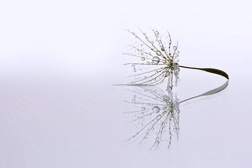 Dandelion Art - Druppel reflectie