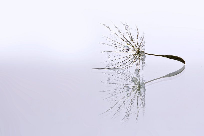 Dandelion Art - Druppel reflectie par Brigitte van Krimpen