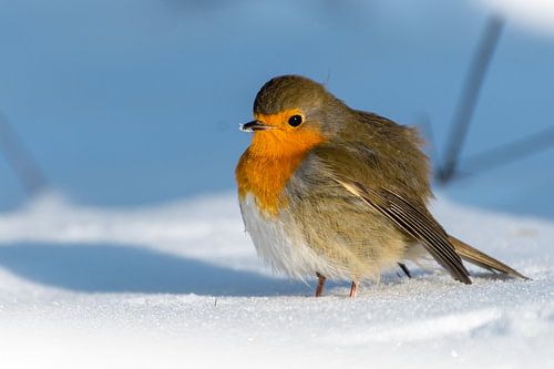Robin in the snow