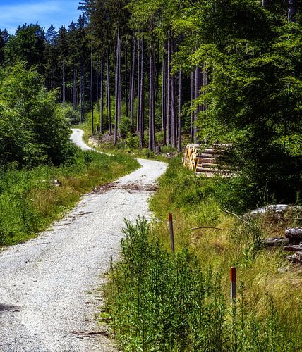 De veldweg kronkelt door het bos