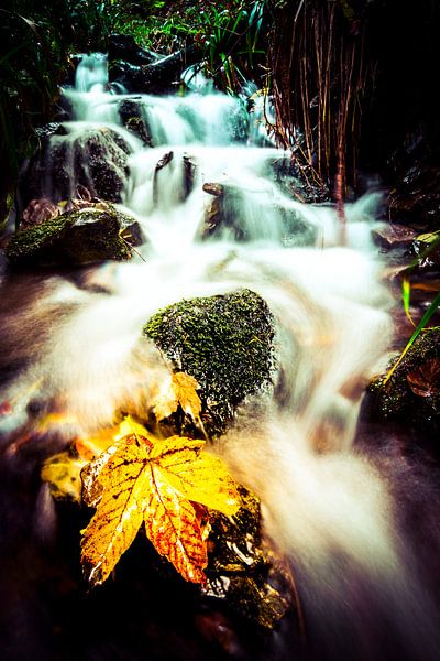 Geel herfst blad in een waterval bij Winterberg van Björn Jeurgens