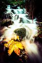 Geel herfst blad in een waterval bij Winterberg van Björn Jeurgens thumbnail