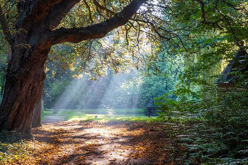 Stralen van opkomende zon in het bos