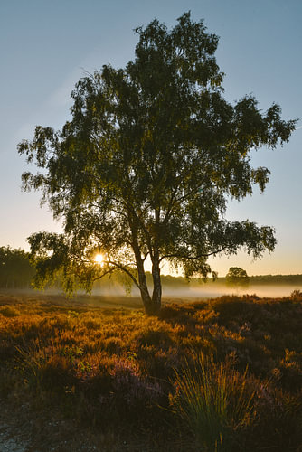 Sunrise in the Veluwe