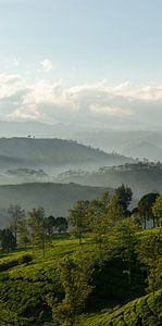 Lever de soleil sur une plantation de thé (partie 1 triptyque) sur Ellis Peeters