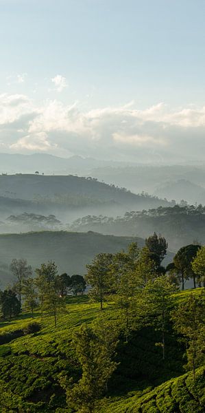 Lever de soleil sur une plantation de thé (partie 1 triptyque) par Ellis Peeters