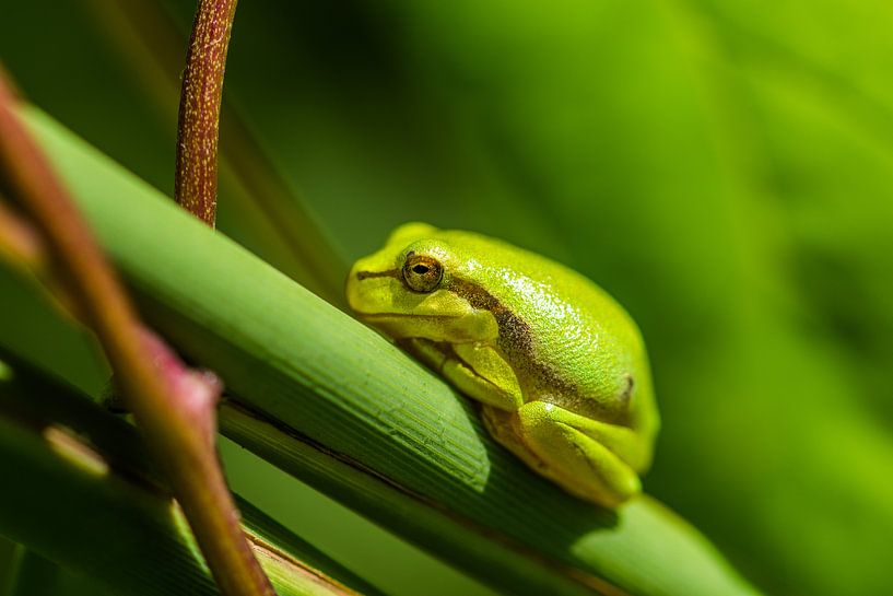 the tree frog by Bart Liesenborgs