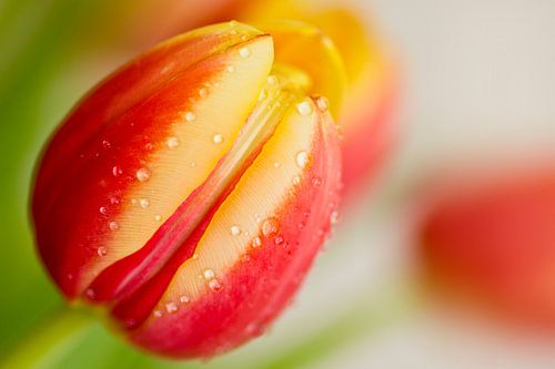 Tulp met druppels