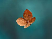 Blaue und orangefarbene getrocknete Hortensienblüten