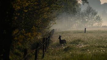 Reebok hört auf ein seltsames Geräusch