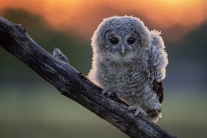 Tawny owl in morning sun by JD