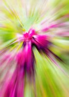 Feelings Pink
