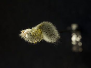 Vers de terre surréaliste