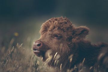 Close-up of a Scottish highlander calf in the Dutch meadow in a dark moody setting.