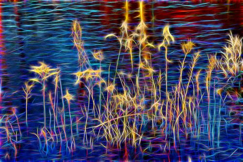 Bevroren rietstengels