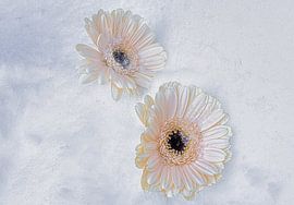 des fleurs dans la neige