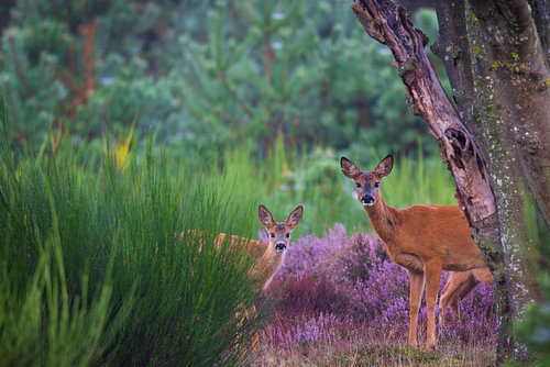A curious roe deer on the flowering heath