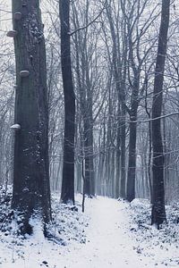 Sneeuw in het mysterieuze winterbos