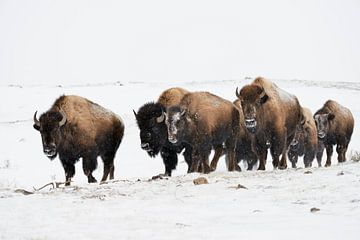 Amerikaanse bizon ( Bison bison ), kleine kudde, dravend door de sneeuw, Yellowstone National Park, 