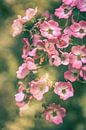bloemen part 417 van Tania Perneel thumbnail