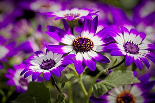 Cineraria Senetti