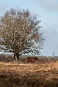 Schottische Highlander-Kuh unter einem Baum