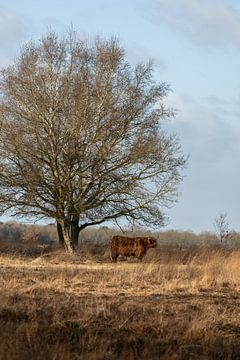 Schotse hooglander koe onder een boom van KB Design & Photography (Karen Brouwer)