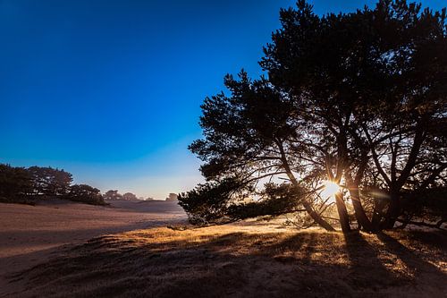 Tegenlicht in het Drents-Friese Wold