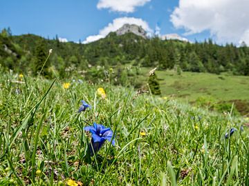 Alpenwiese blüht im Frühling von Animaflora PicsStock