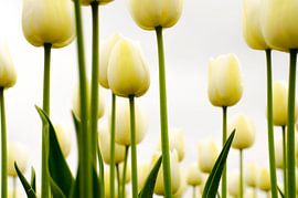 Tulips with a grey sky by Eddie Smit
