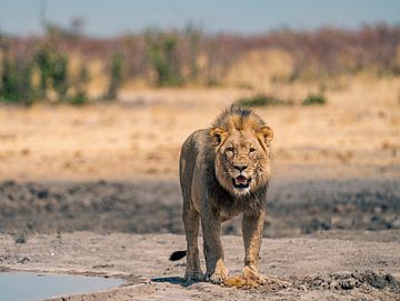 Afrikaanse leeuw in Namibië, Afrika van Patrick Groß