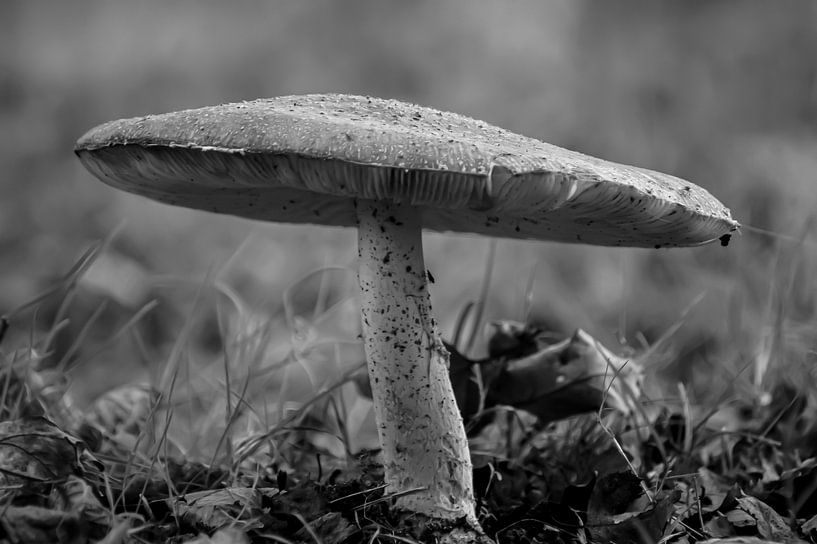 Parasol zwart wit van Niek Traas