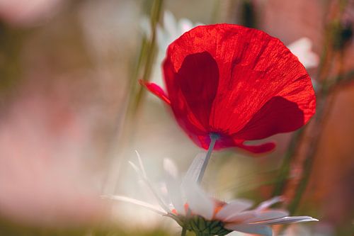 coquelicot romantique