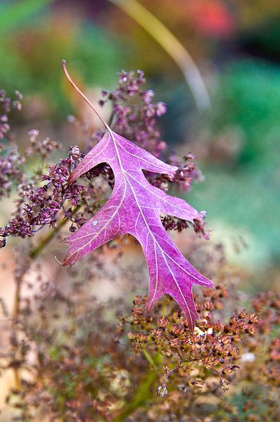 Feuille d'érable flottante dans la chaude lumière d'octobre par Silva Wischeropp