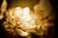 Rêve de fleurs de pommier par Nicc Koch Aperçu