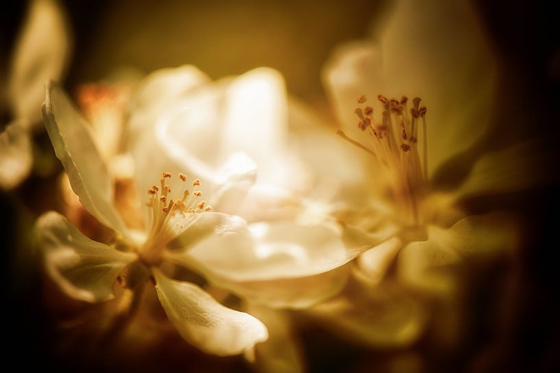Rêve de fleurs de pommier par Nicc Koch
