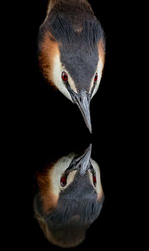 Grebe looking into the mirror.