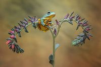 Schöner Frosch beim Entspannen
