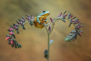 Schöner Frosch beim Entspannen