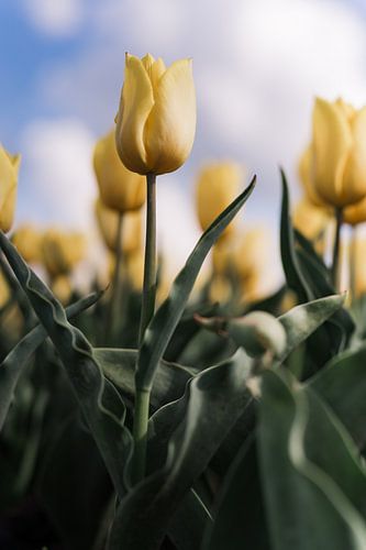 Powerful yellow tulip
