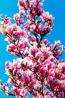 Magnolie pop-art