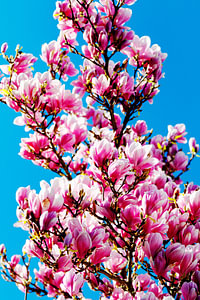 Magnolie pop-art