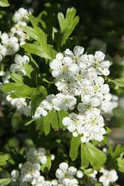 weiße Fruchtblüte von Spijks PhotoGraphics