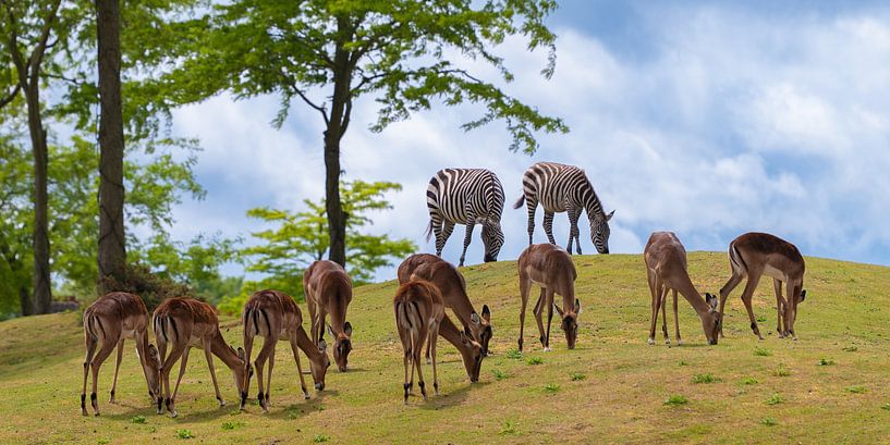 dutch savannah by snippefotografie